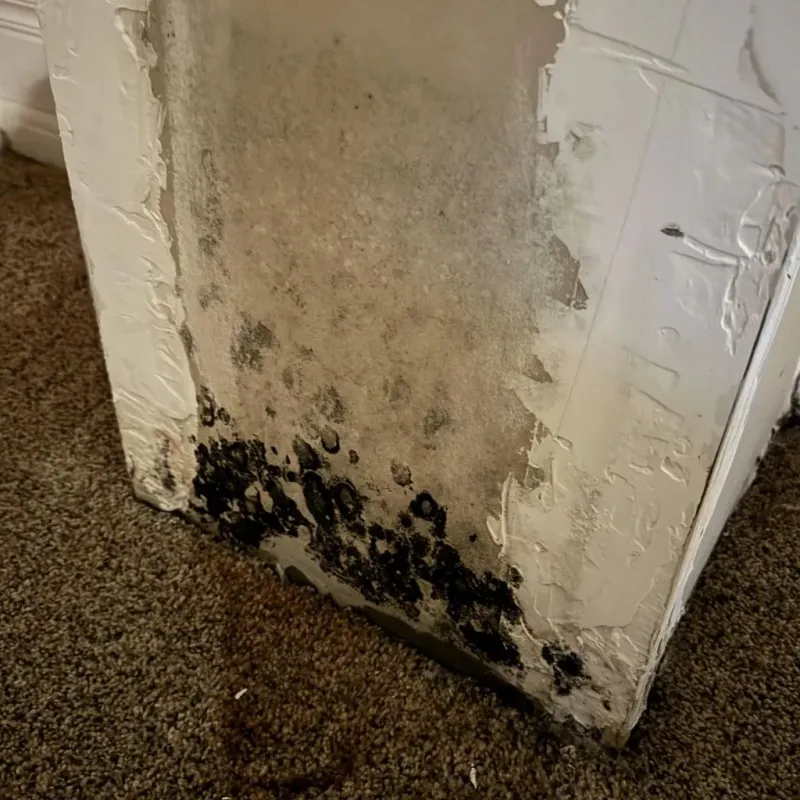 Professional Mold Removal in Harvey County, KS